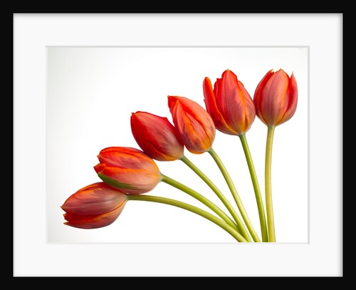Tulip flowers by Assaf Frank